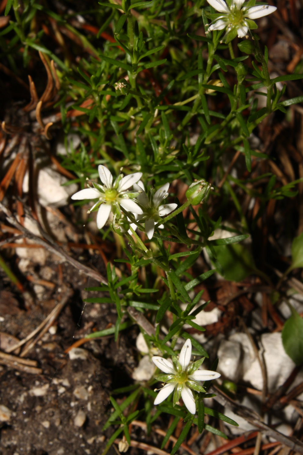 Moehringia ciliata  (Cariofillaceae)